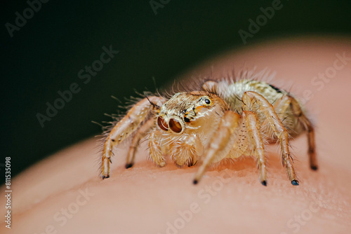 Wallpaper Mural Close up a colorful jumping spider on human hand, macro shot, selective focus,Thailand. Torontodigital.ca