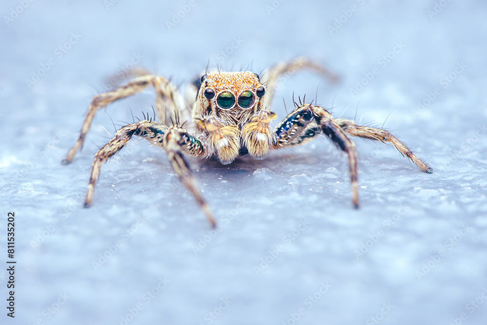 Close up a colorful jumping spider on cement floor, Selective focus, macro shot, Thailand. Close up a colorful jumping spider on cement floor, Selective focus, macro shot, Thailand.