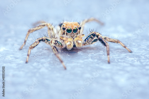 Close up a colorful jumping spider on cement floor, Selective focus, macro shot, Thailand.