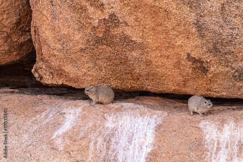 The Hyrax, or Dassie -Procavia capensis- is the evolutionary nearest relative of the elephant. Seen here climbing on the rocks near Spitzkoppe, Namibia.