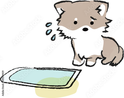 トイレを失敗し反省する犬　チワワ