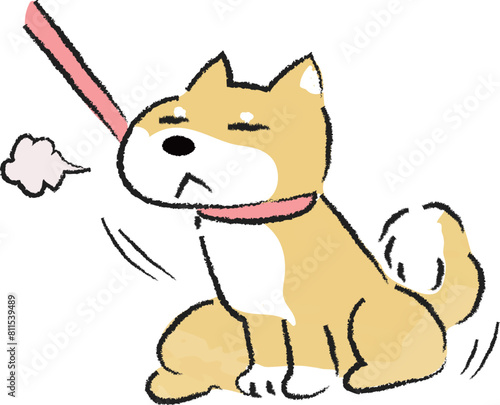 お散歩を拒否し動かない犬　柴犬
