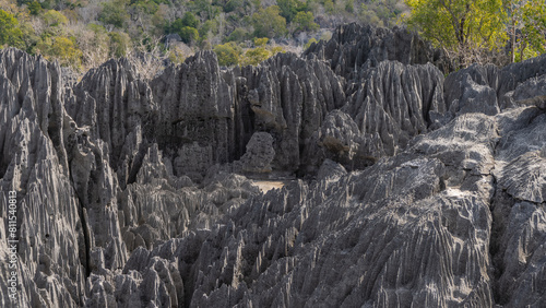 Gray karst rocks with steep furrowed slopes and sharp peaks. Green vegetation in the distance. Incredible unique Tsingy De Bemaraha  - the stone forest of Madagascar.