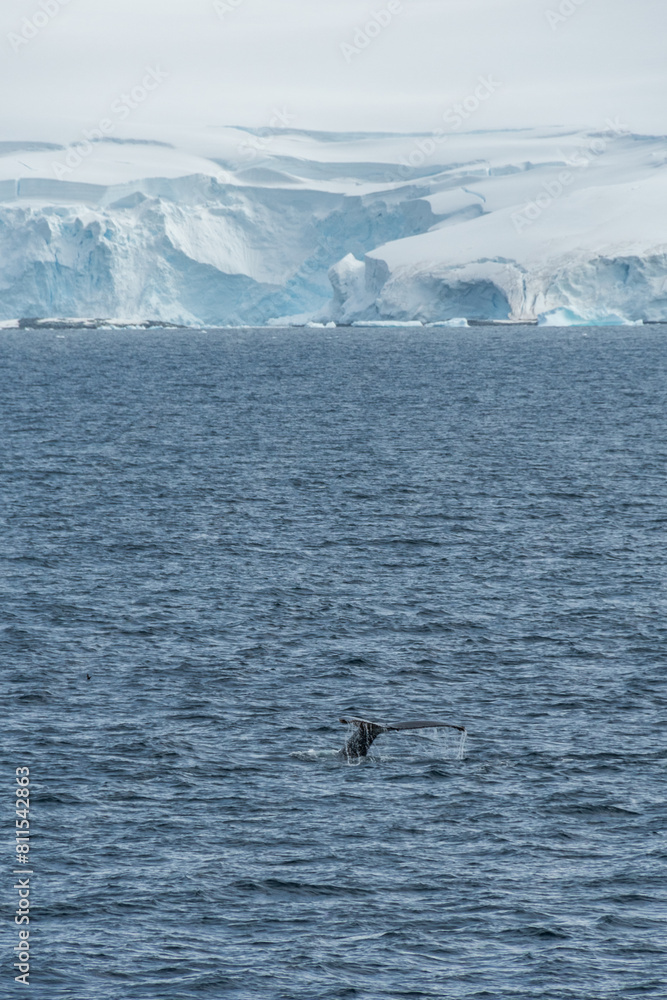 Fototapeta premium Impression of the Scenery near Anvers Island, on the Antarctic Peninsula. A diving humpback whale -Megaptera novaeangliae- is shown in the foreground.