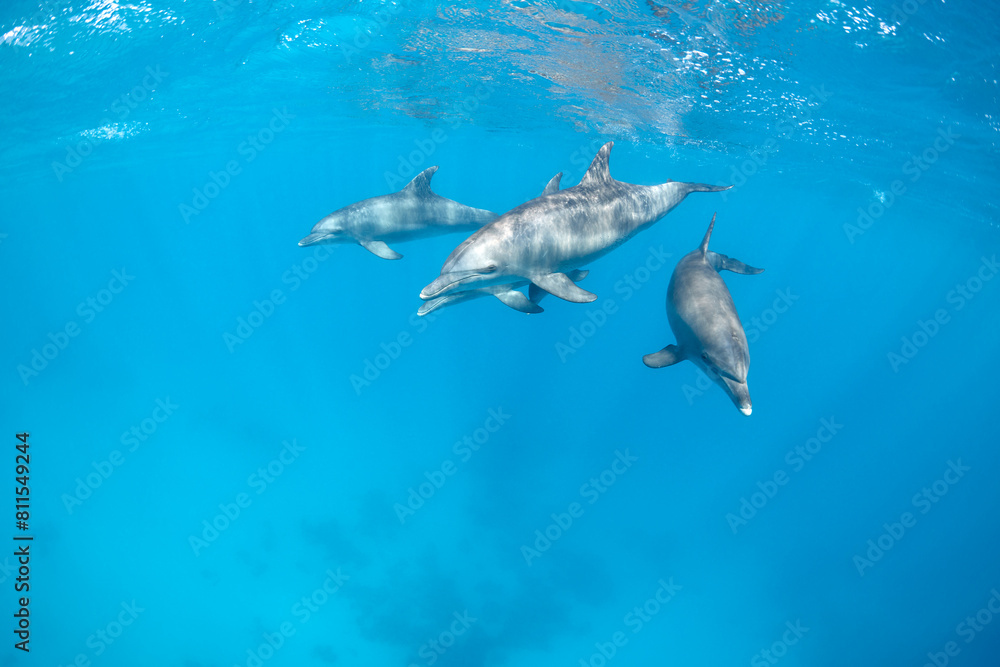 Fototapeta premium Common bottlenose dolphin tursiops truncatus underwater
