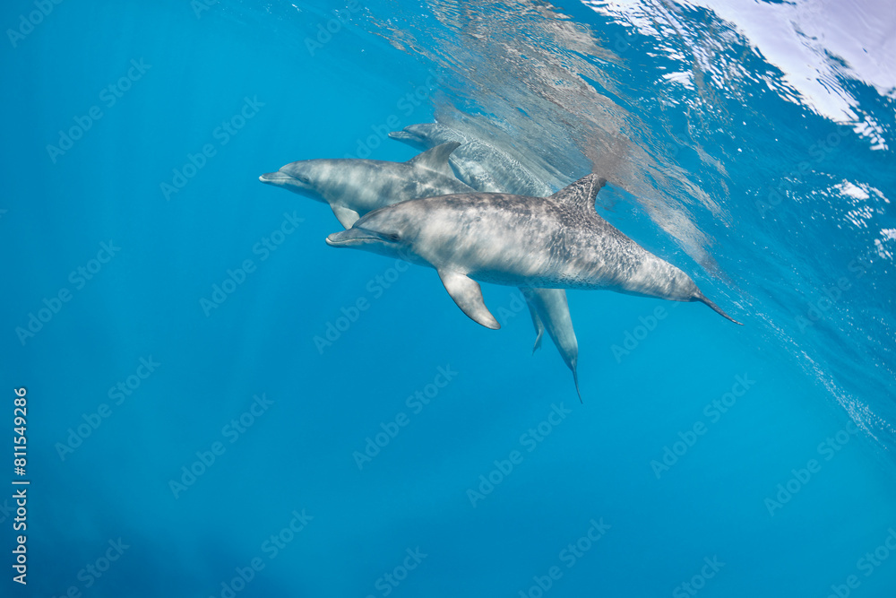 Fototapeta premium Common bottlenose dolphin tursiops truncatus underwater