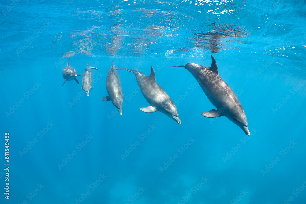 Fototapeta premium Common bottlenose dolphin tursiops truncatus underwater