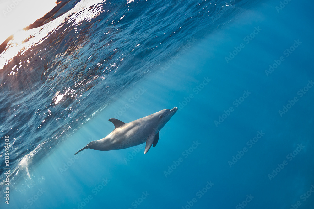 Common bottlenose dolphin tursiops truncatus underwater