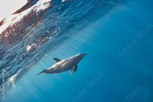Common bottlenose dolphin tursiops truncatus underwater photo
