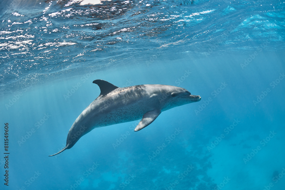 Fototapeta premium Common bottlenose dolphin tursiops truncatus underwater