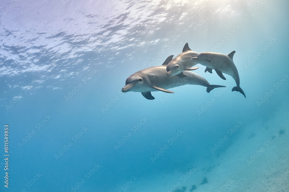 Fototapeta premium Common bottlenose dolphin tursiops truncatus underwater