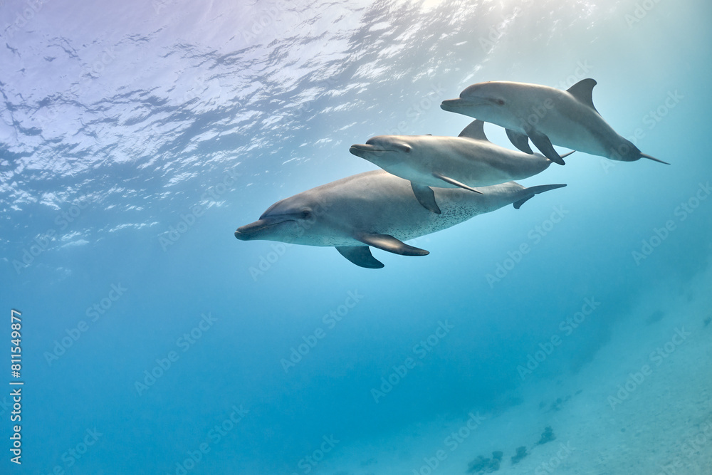 Fototapeta premium Common bottlenose dolphin tursiops truncatus underwater