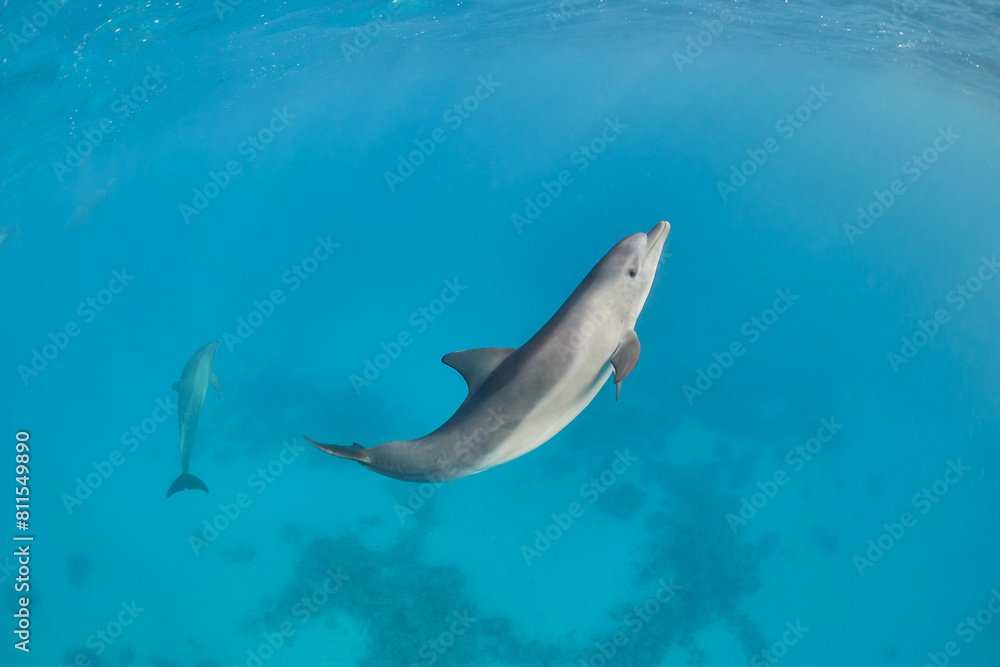Fototapeta premium Common bottlenose dolphin tursiops truncatus underwater
