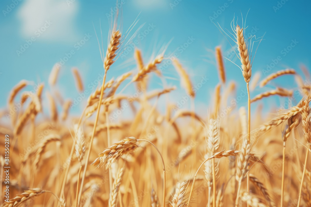 Golden Wheat Field Under Sunny Blue Sky Golden Wheat Field Under Sunny Blue Sky