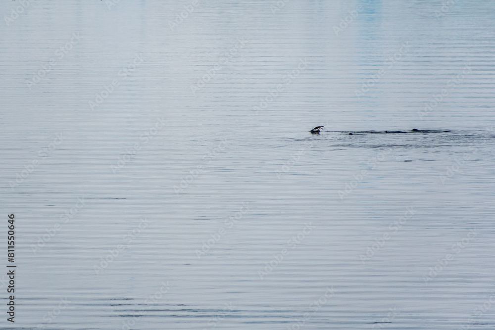 Fototapeta premium Telephoto of a group of Gentoo Penguins -Pygoscelis papua- jumping and swimming among the Antarctic sea ice. Antarctic Peninsula.