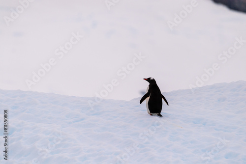 Close-up of a Gentoo Penguin -Pygoscelis papua- standing on an iceberg near Cuverville Island, on the Antarctic Peninsula photo