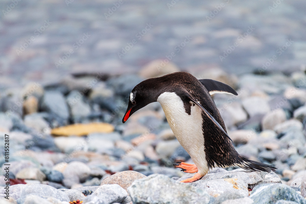 Fototapeta premium Telephoto shot of aGentoo Penguin -Pygoscelis papua- walking along the rocky shore of Cuverville island, on the Antarctic peninsula