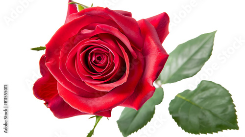 Beautiful red rose flower isolated on transparent background 