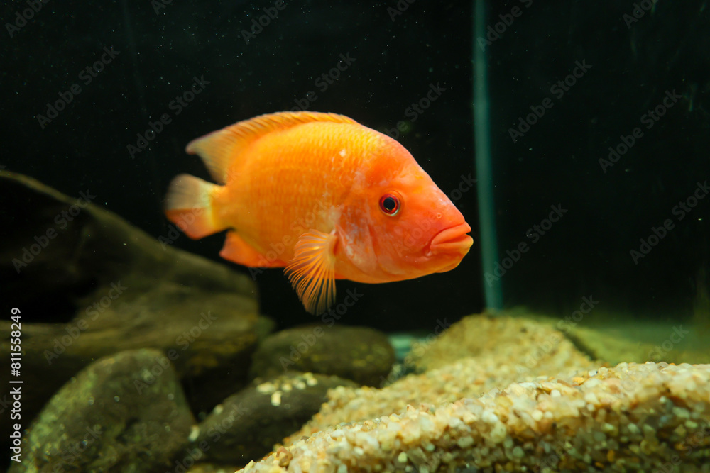 Orange red Cichlid big aquarium fish. parrot fish Red Parrot Exotic fish swimming Orange red Cichlid big aquarium fish. parrot fish Red Parrot Exotic fish swimming