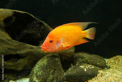 Orange red Cichlid big aquarium fish. parrot fish Red Parrot Exotic fish swimming 