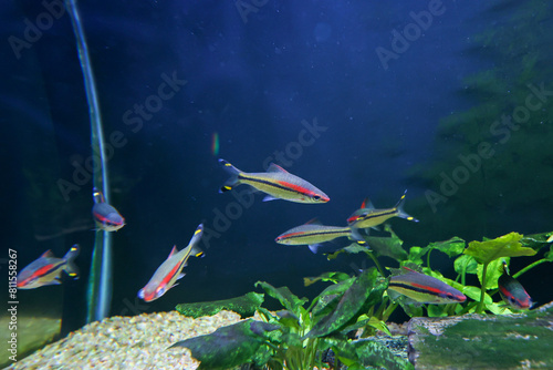 Many Cardinal Tetra Fish Swimming In Water. Cardinal Tetra Fish Swimming In aquarium  Water. photo