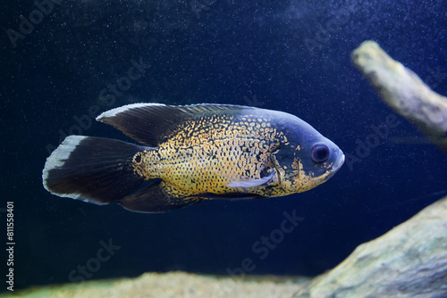 Oscar Fish swimming in the big aquarium. Aquarium in Kerala India. Astronotus ocellatus. bubble eyes. photo