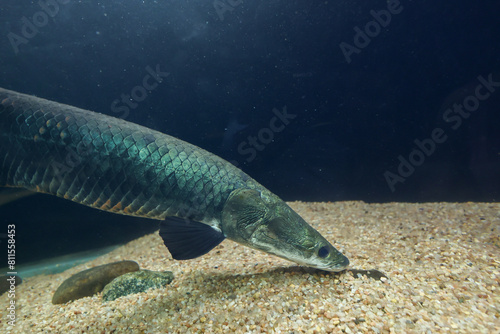Arapaima Sudis gigas also known as the pirarucu. Wildlife animal. Arapaima gigas one largest freshwater fish and river lakes in Brazil