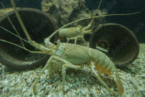 Live spiny lobster swims in aquarium of restaurant in Thailand for dining. Big prawns swimming