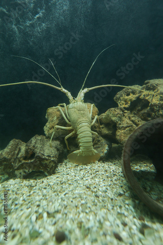 Live spiny lobster swims in aquarium of restaurant in Thailand for dining. Big prawns swimming