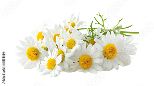 Chamomile flowers isolated on transparent background