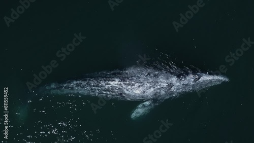 Grey whale is swimming in the Pacific Ocean. Top view. Baja California Sur, Mexico. photo