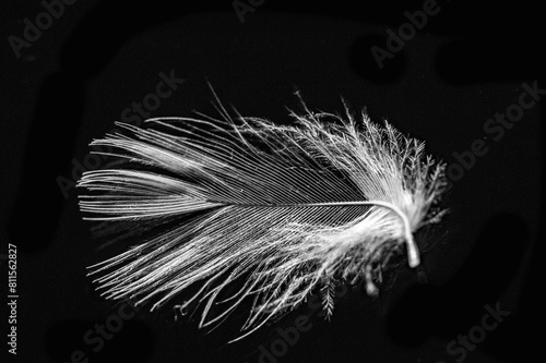 The contrast of the white feather against the black background creates a striking visual effect. Symbolizes warmth. comfort and luxury associated with down jackets.