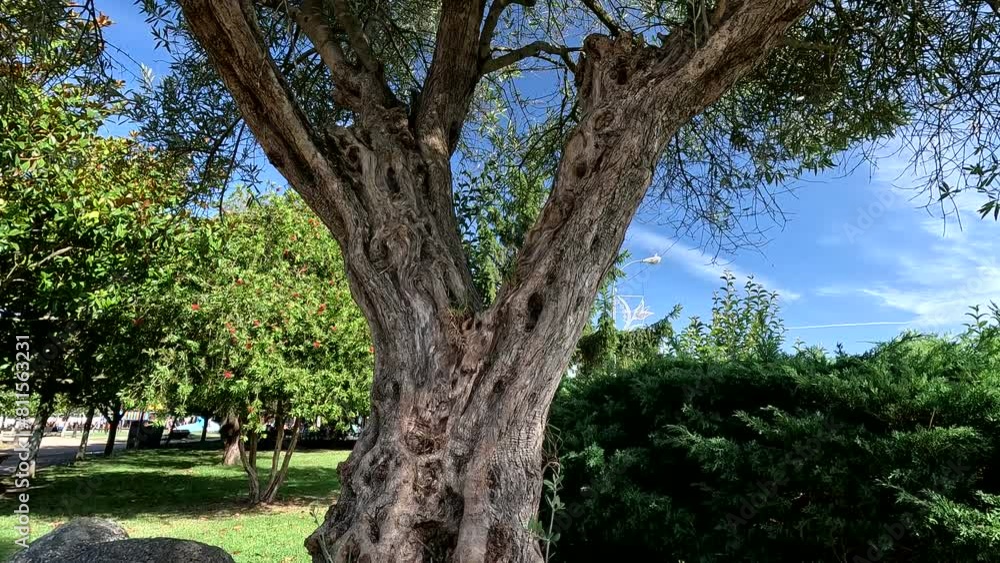 Twisted and cracked trunk of the old centenary olive tree battered by the passage of time, transplanted in public garden testifies to the passage of time, shot tilt. Pontevedra, Galicia, Spain Twisted and cracked trunk of the old centenary olive tree battered by the passage of time, transplanted in public garden testifies to the passage of time, shot tilt. Pontevedra, Galicia, Spain