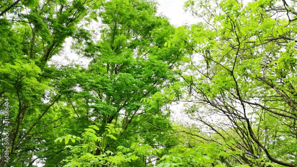 さわやかな森林 木漏れ日 グリーンイメージ 移動撮影 さわやかな森林 木漏れ日 グリーンイメージ 移動撮影
