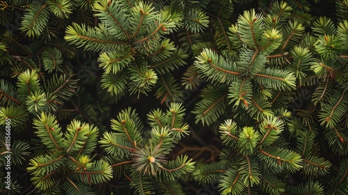 Morning pine leaves texture and backdrop