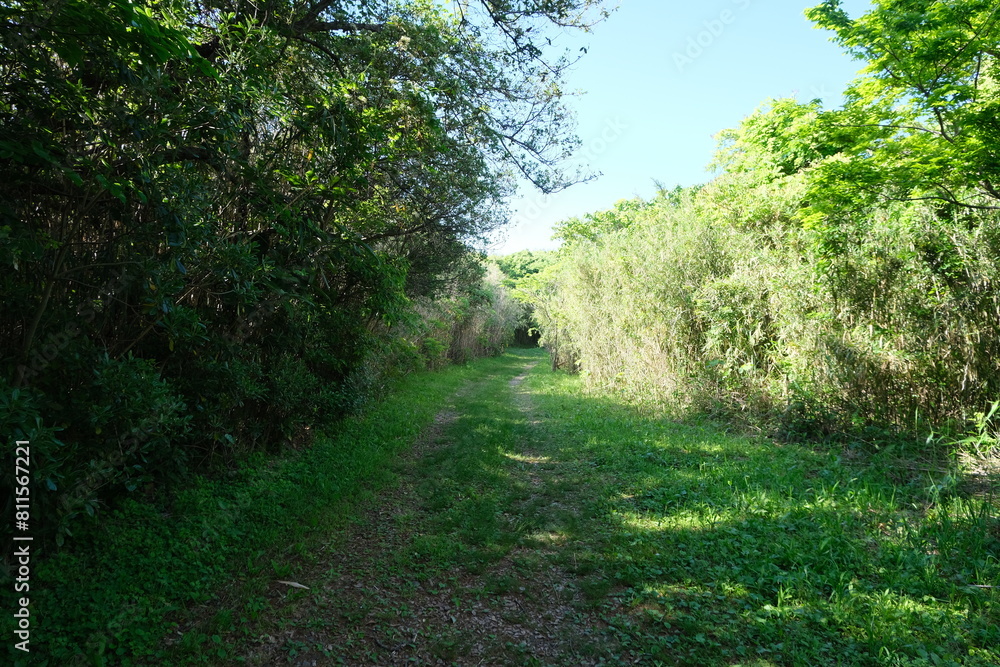 Obraz premium 島の遊歩道