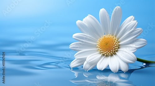 daisy in water