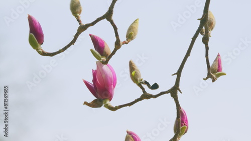 Beautiful Pink Magnolia Flowers On Branches With New Leaves. Saturated Goblet-Shaped Flowers. Close up.