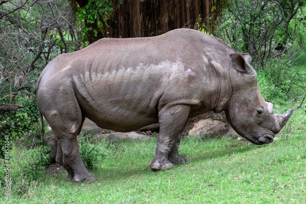 An emaciated rhinoceros grazes on green grass An emaciated rhinoceros grazes on green grass