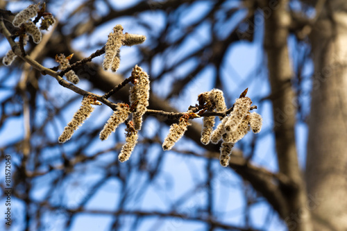 Beautiful clusters of soft and fluffy catkins in spring. Create a stunning display of fluttering flowers on aspen trees. A symbol of renewal and new beginnings in nature.