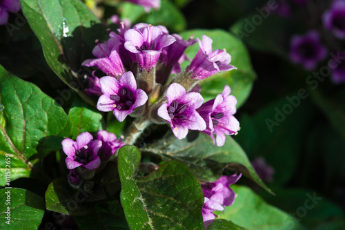 Physochlaina is a small genus of herbaceous perennial flowering plants belonging to the nightshade family, Solanaceae, found mainly in the northwestern provinces of China and its surrounding regions. photo