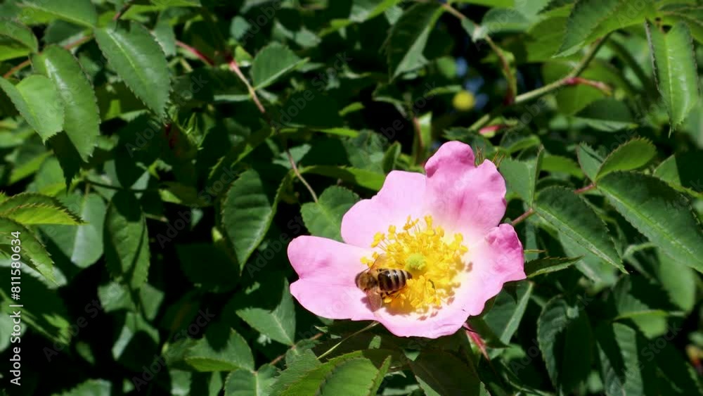 Bee gathers nectar from a blossoming wild rose Bee gathers nectar from a blossoming wild rose