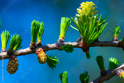 Enjoy the stunning display of bright pink larch cones in early spring. Take a moment to admire the beauty of nature's wonders. Celebrate the arrival of spring with flowering pine trees in full bloom.