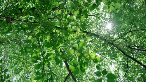 さわやかな自然あふれる森林の山道　見上げた新緑の葉に当たる太陽の強い日差しと木陰・木漏れ日の差し込む葉陰　春・夏・夏休み・アウトドア・行楽・季節・登山