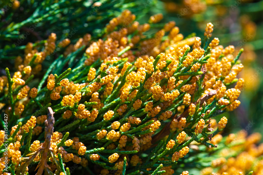 Junipers are hardy and droughtresistant plants. They are commonly used