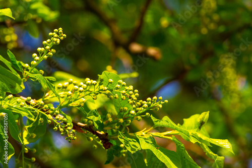 Enjoy the beauty of delicate flower buds in early spring. Promises a season of growth and renewal of nature. Bird cherry symbolizes new beginnings and new beginnings.