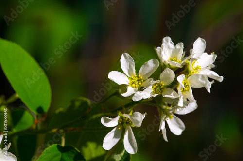 Also known as Amelanchier Canadensis. Blooms in early spring with white delicate flowers. A small tree or shrub commonly found in eastern North America.