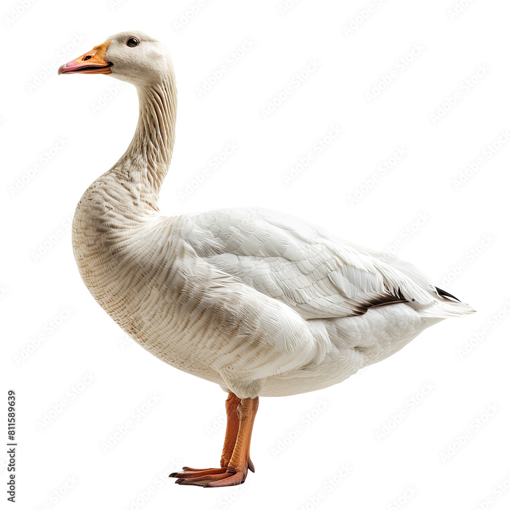 Goose isolated on transparent background Goose isolated on transparent background