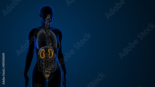 Female highlighted kidneys and urinary system