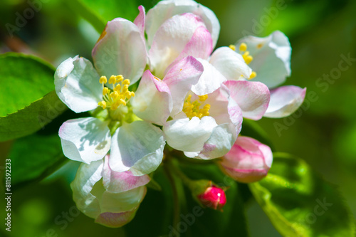 A stunning close-up photo of a pink apple tree in bloom. The gentle beauty of nature  captured in the smallest detail. Ideal for adding a touch of elegance to any space or project.